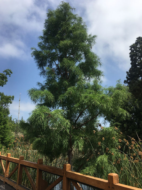 Bald Cypress