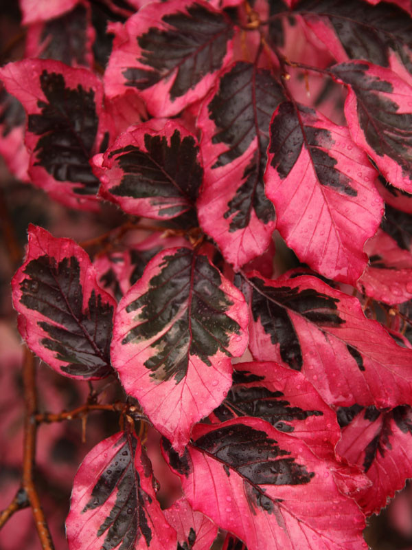Tricolor Beech