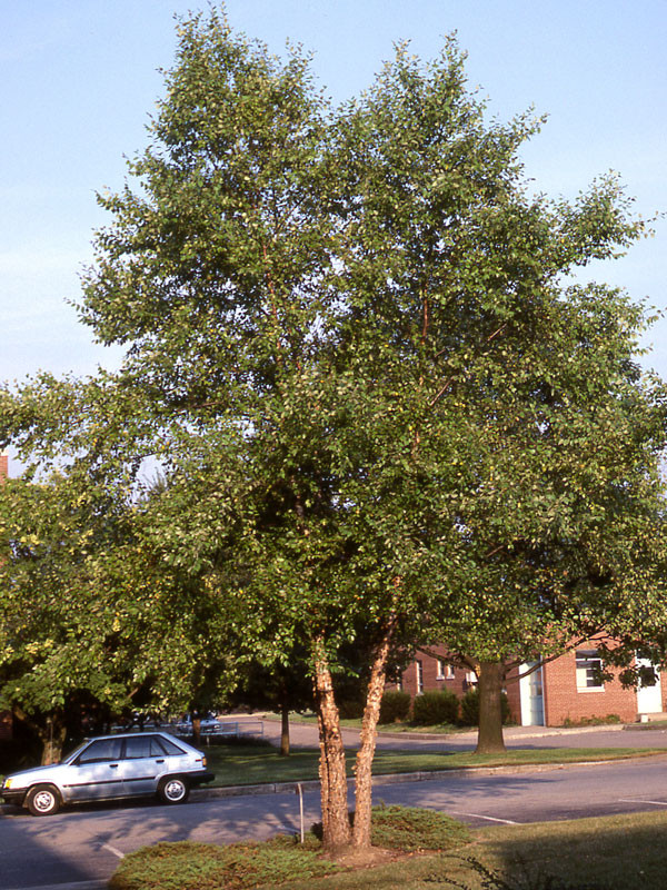 River Birch