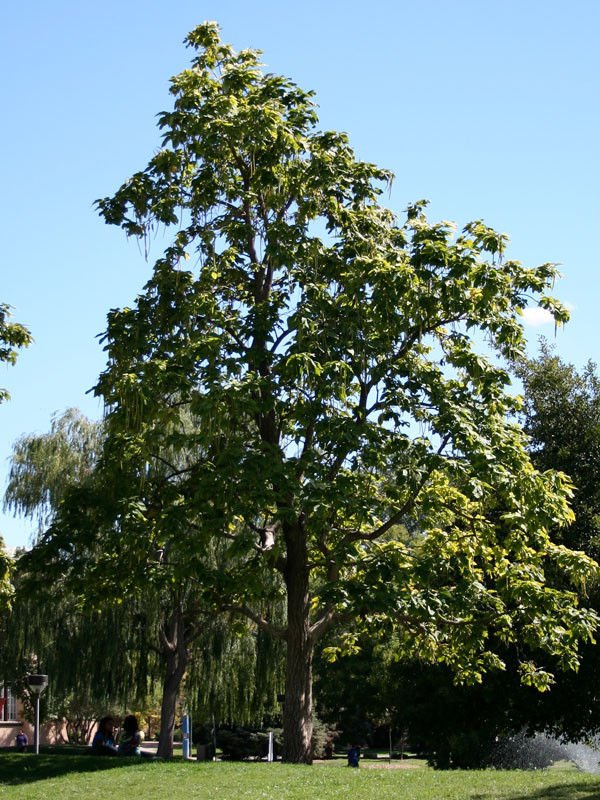 Northern Catalpa