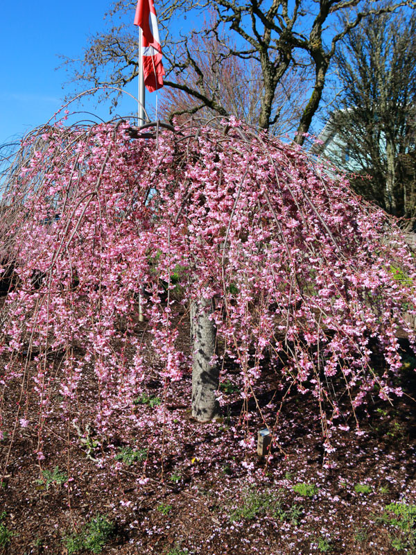 Pink Cascade Weeping Ornamental Cherry