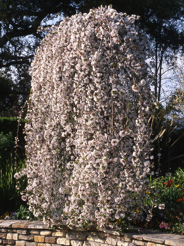 Snow Fountain Ornamental Cherry