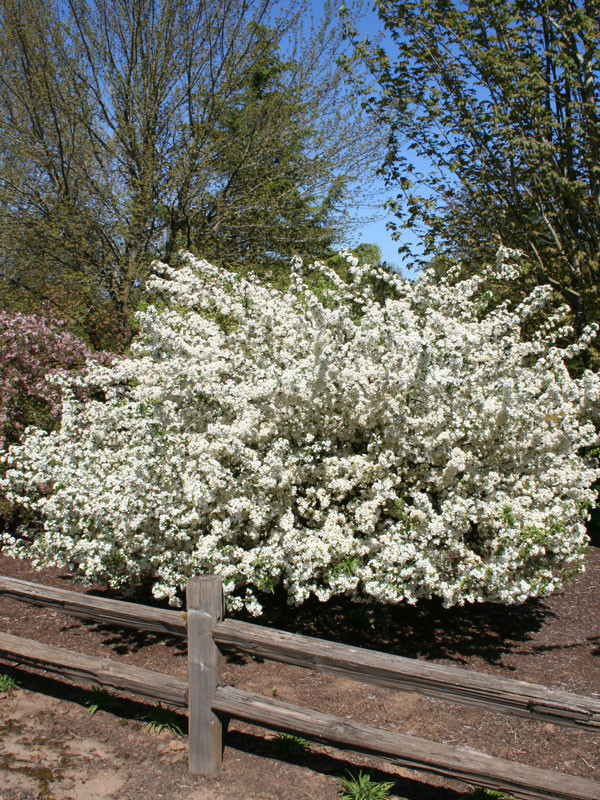 Sargent (Clump) Crabapple