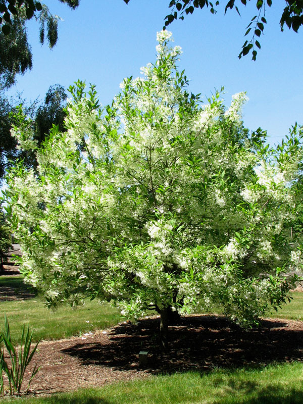 White Fringe Tree