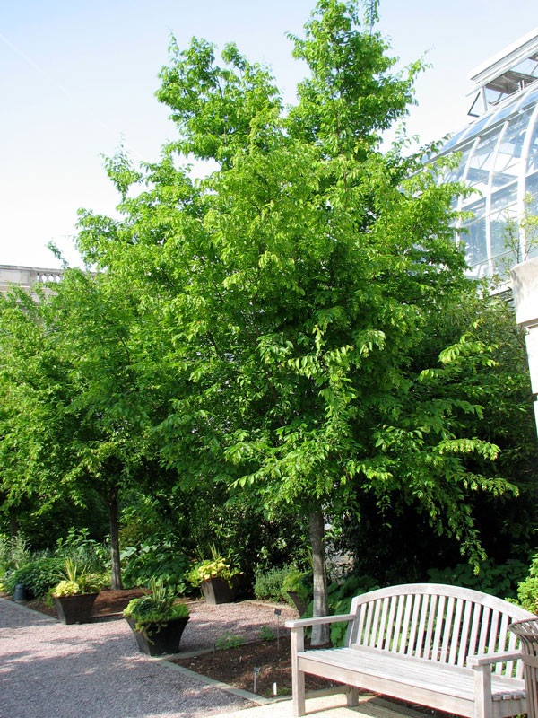 American Hornbeam