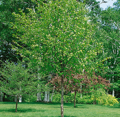 Persian Ironwood