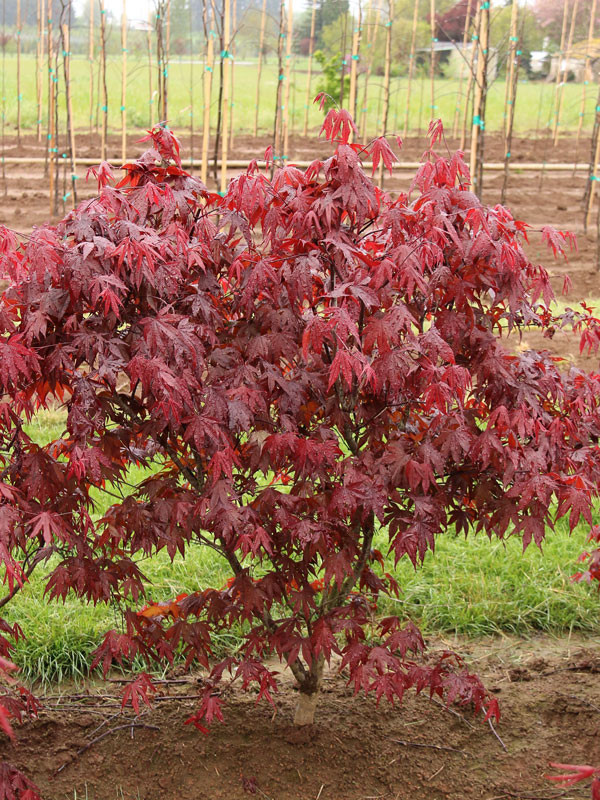 Emperor 1 Japanese Maple Tree