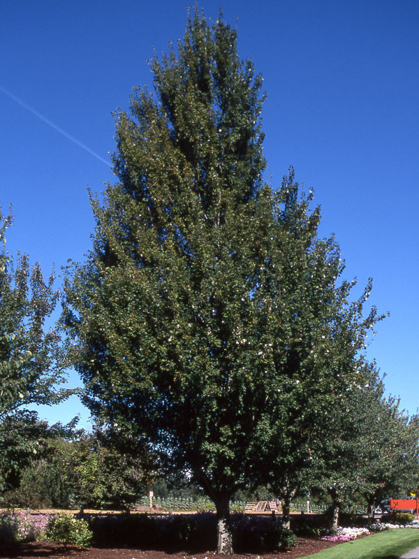 Armstrong Maple Tree