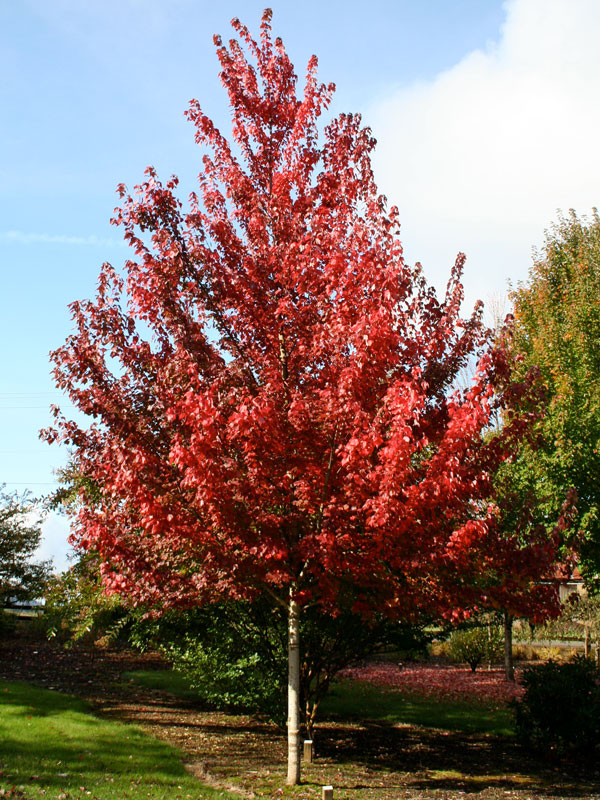 Brandywine Maple Tree
