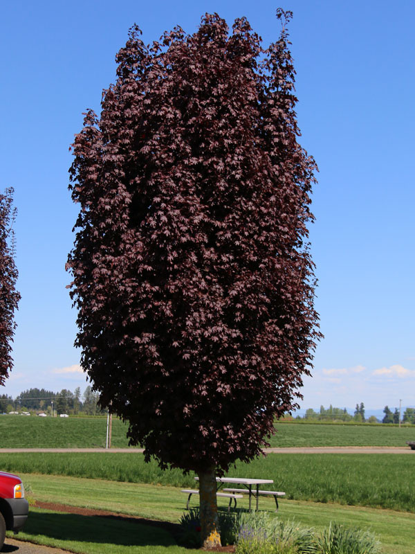 Crimson Sentry Maple Tree
