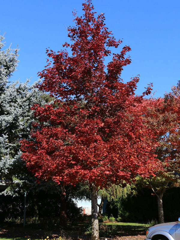 Crimson Sunset Maple Tree