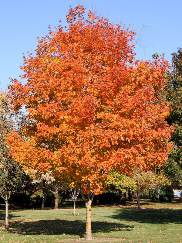 Fall Fiesta (Sugar) Maple Tree