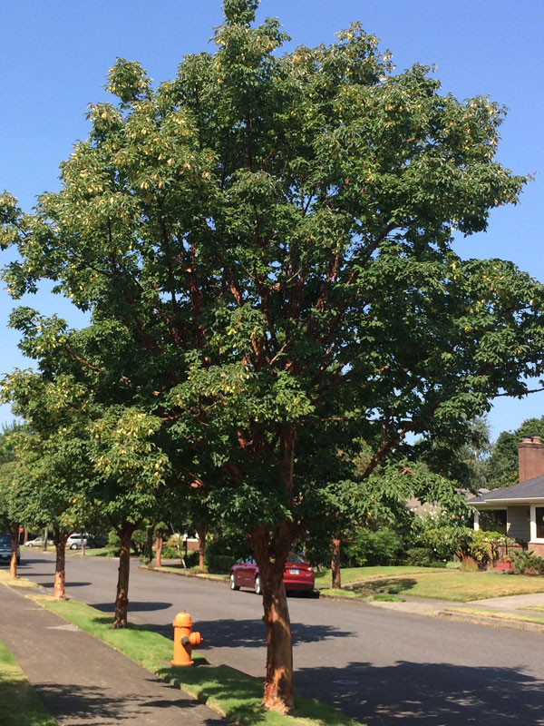 Paperbark Maple Tree