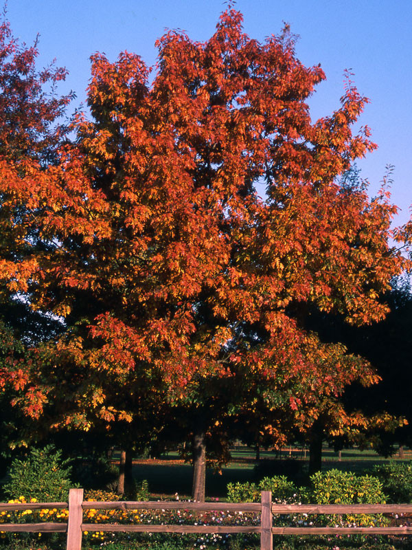 Red Oak Tree