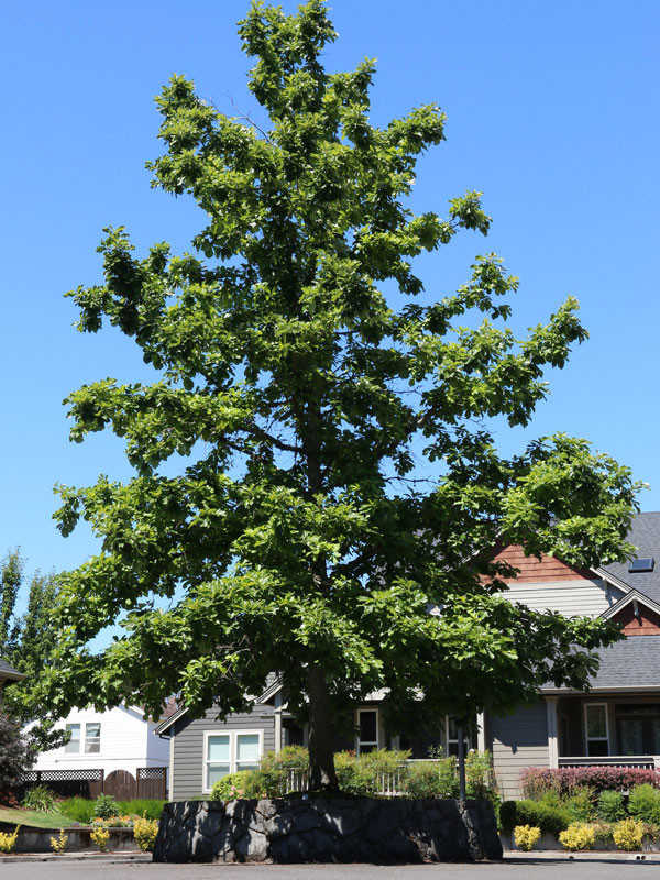 Swamp White Oak Tree