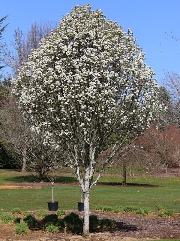 Jack Ornamental Pear Tree
