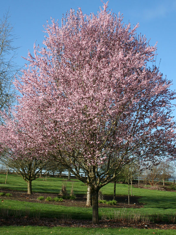 Krauter Vesuvius Ornamental Plum Tree