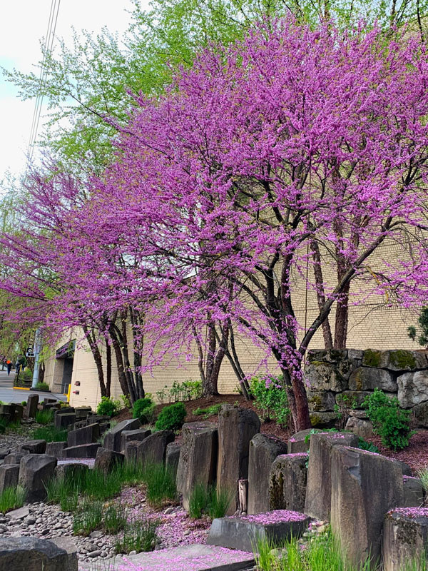 Eastern Clump Redbud Tree