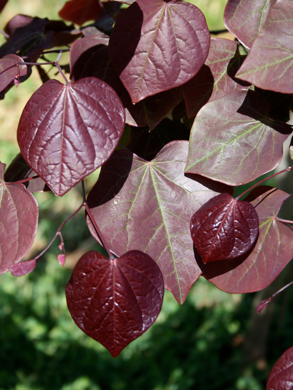 Forest Pansy Redbud Tree