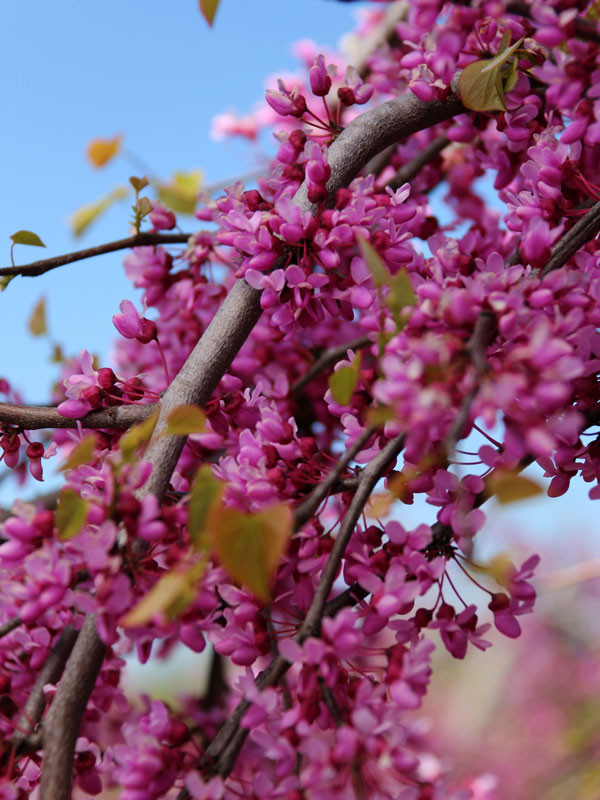 Lavender Twist Redbud Tree