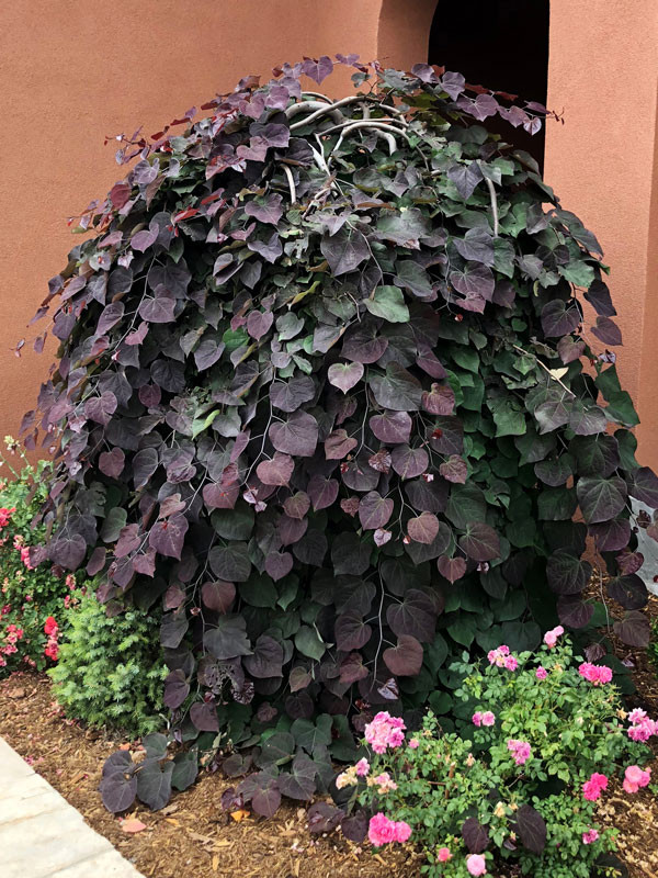 Ruby Falls Redbud Tree