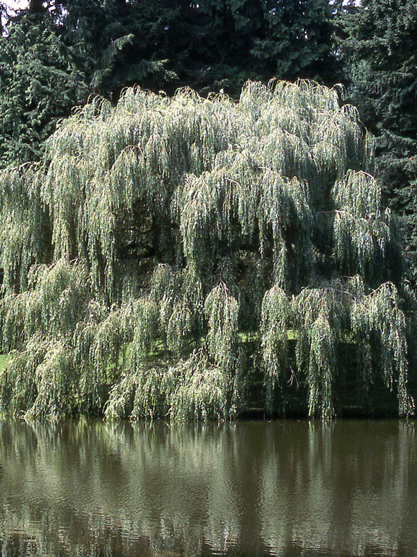 Golden Weeping Willow Tree