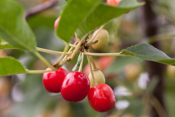 Sweet Cherry Pie Sour Fruit Bearing Cherry Tree