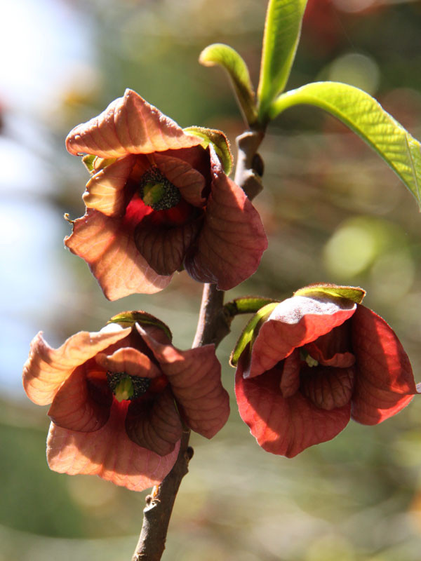 Paw Paw Tree