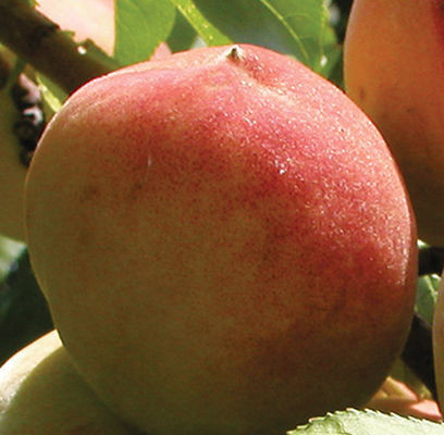 Ellbera Standard Peach Tree