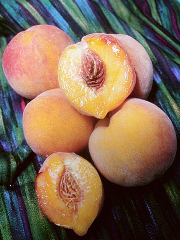 Reliance Standard Peach Tree