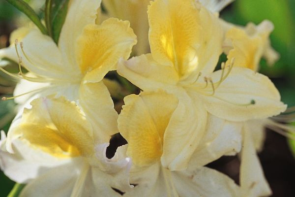Northern Hi Lights Azalea