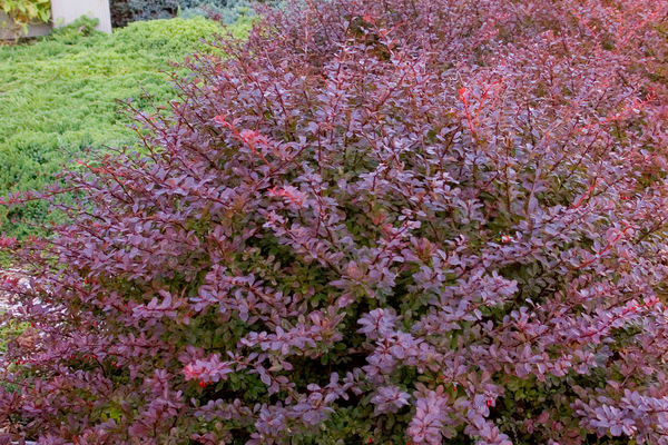 Crimson Pigmy Compact Barberry