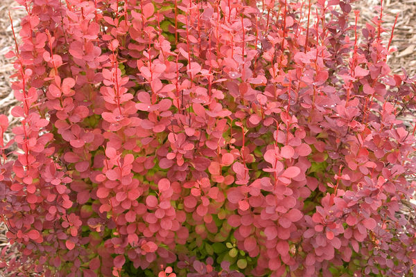 Orange Rocket Barberry