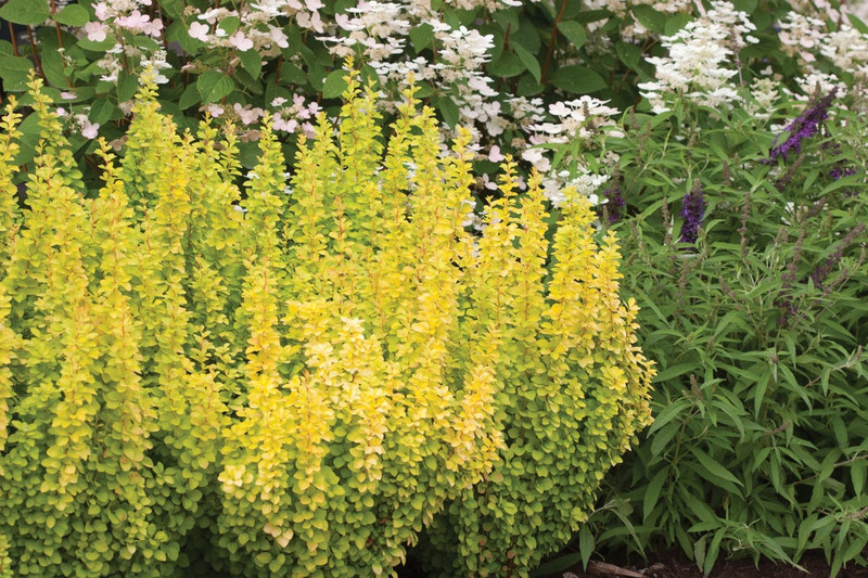 Sunjoy Gold Pillar Barberry