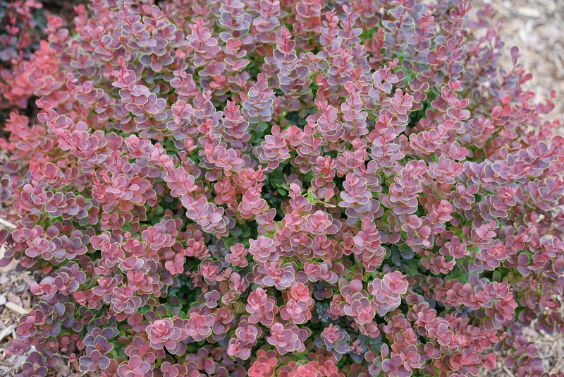 Sunjoy Mini Maroon Barberry