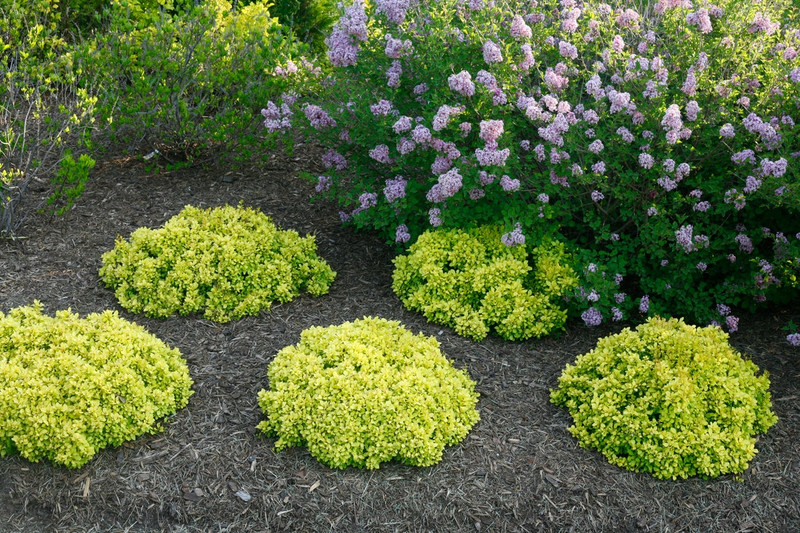 Sunjoy Mini Saffron Barberry