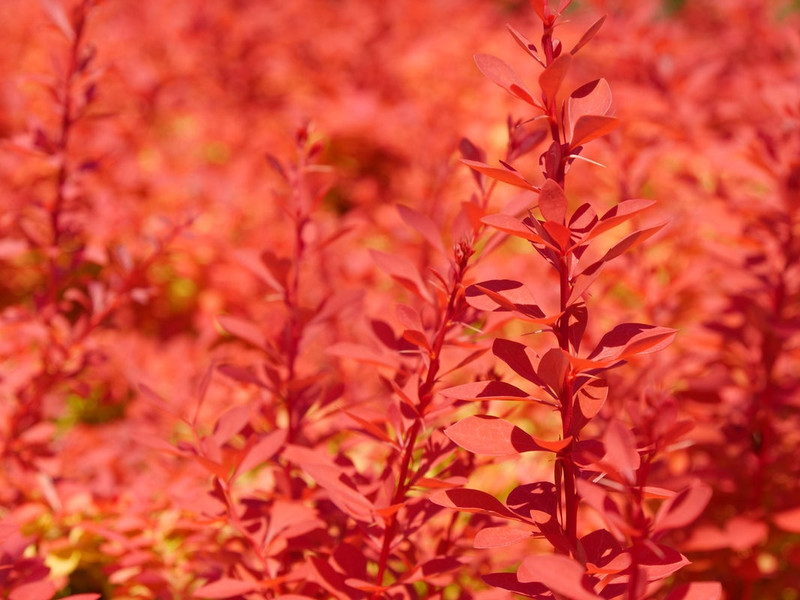 Sunjoy Neo Barberry