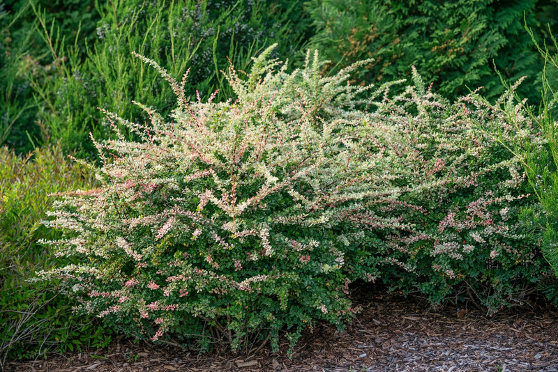 Sequins Barberry