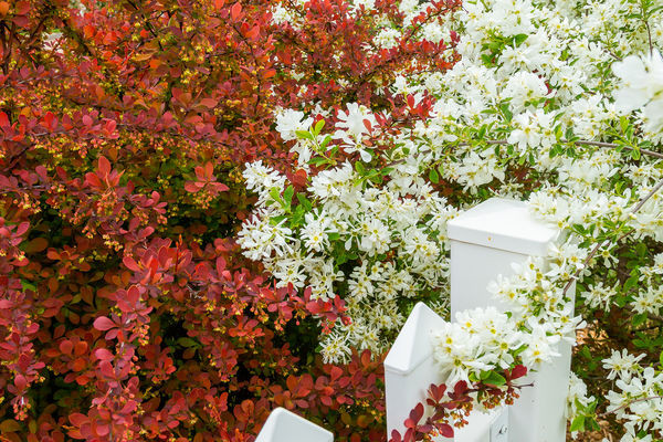 Toscana Barberry