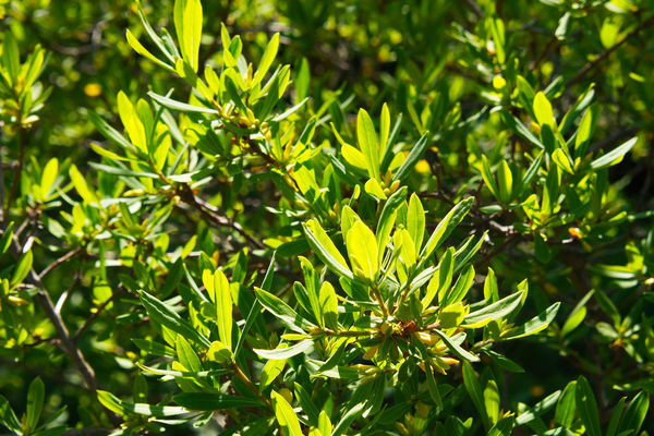 Northern Bayberry