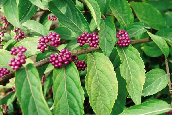 Issai Beautyberry
