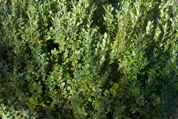 Green Mountain Boxwood