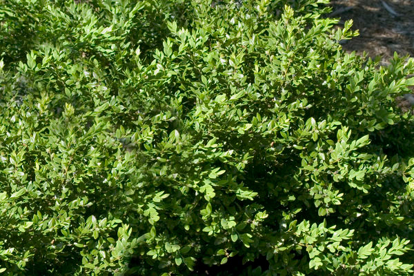 Green Velvet Boxwood