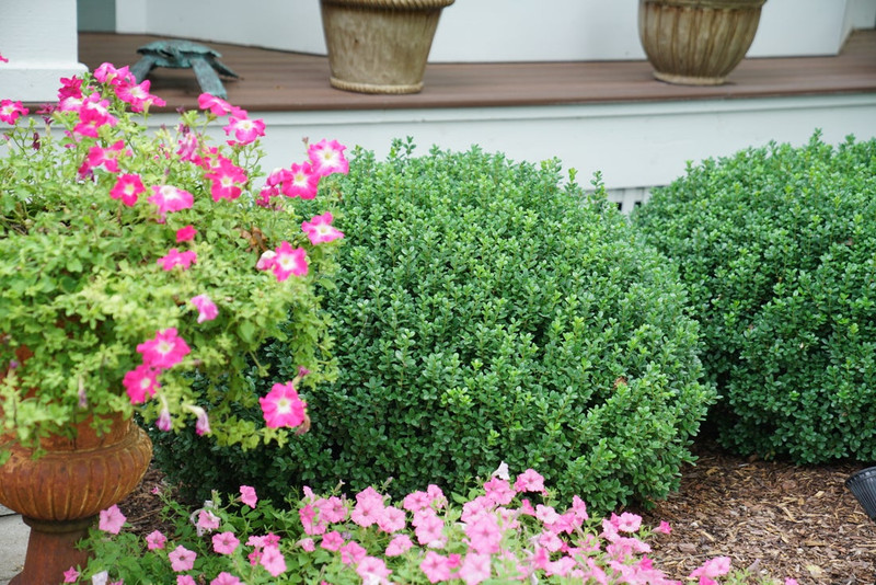 Sprinter Boxwood