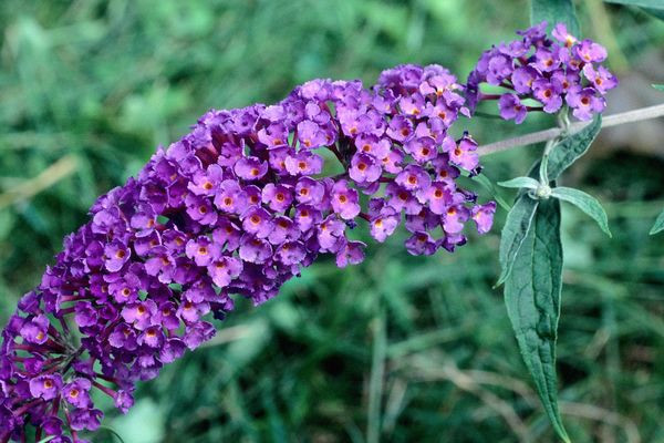 Black Knight Butterfly Bush