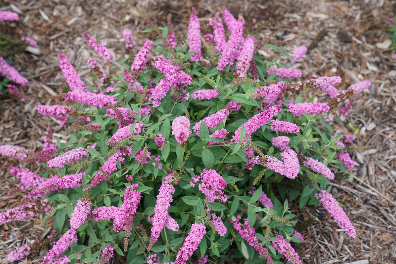 Pink Micro Chip Butterfly Bush