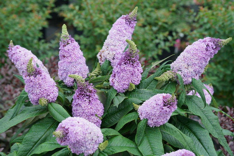 Pugster Amethyst Butterfly Bush