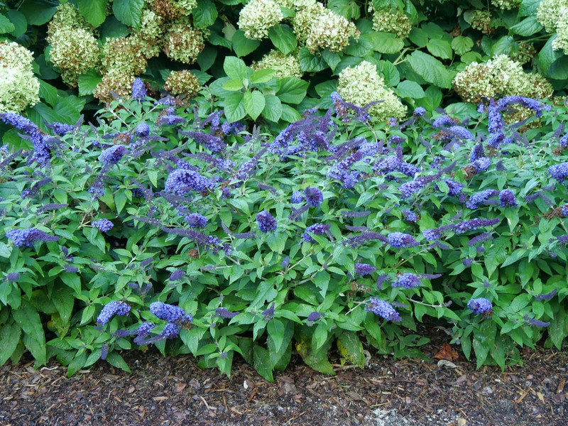 Pugster Blue Butterfly Bush