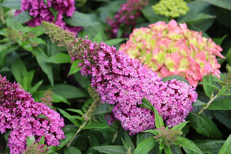 Pugster Pinker Butterfly Bush