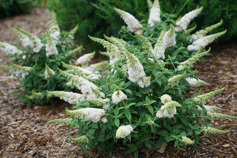 Pugster White Butterfly Bush
